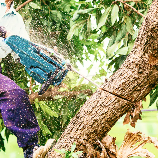 chainsaw used to cut tree Pinconning MI