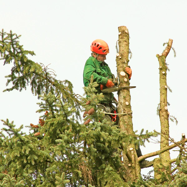 man on top of a tree trimming Pinconning MI