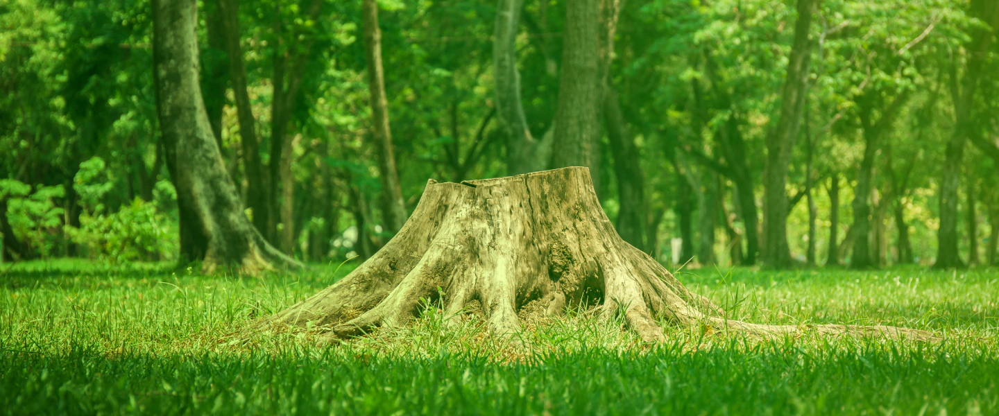 tree removed Pinconning MI